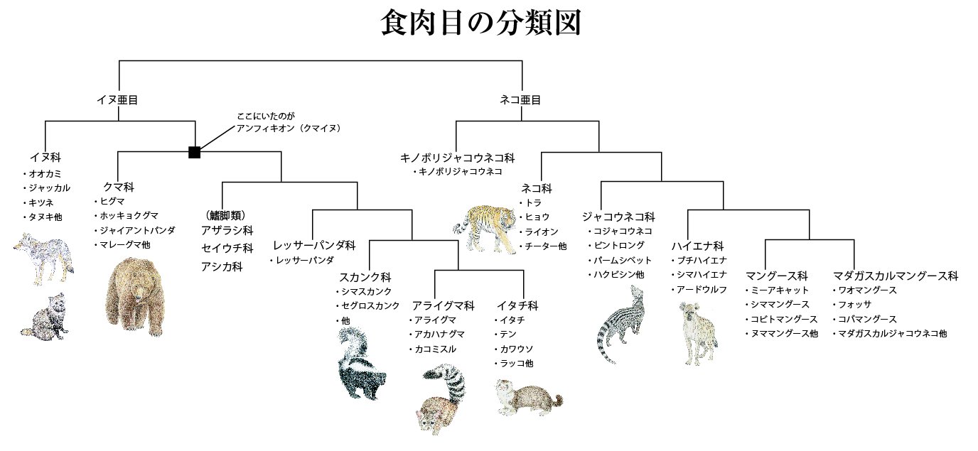 Akim いきものフェス4f92 昨日から興味があって作っていた食肉目の分類 図 疑問点も多々あるけれど ざっと見るとクマとイヌがかなり近いこと イタチ科が後になって別れた科であること 海獣類がレッサーパンダより早く分岐しているなど 目から鱗 面白い