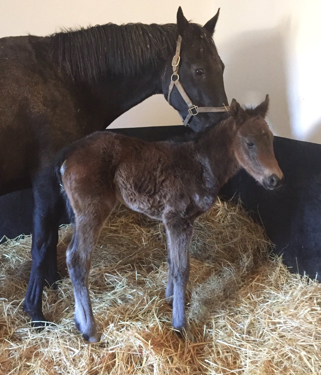 Pmolony1Peter's tweet photo. This clever @TweenhillsHub Havana Gold colt was born with thick warm coat last nite! Ready for βBeast From The Eastβ Big strong boy! #springlodge @dredvers @FahadAlthaniQR πͺβοΈβοΈ https://t.co/H497CvWi7E