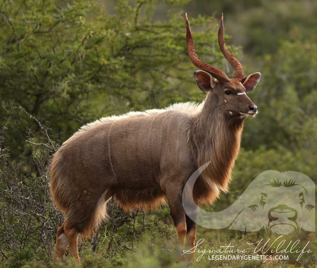SignatureWild's tweet image. First ever Kwandwe Ivory genetics on offer. Four common ewes pregnant to Ivory bull on sale Signature Wildlife's 3rd Legendary Genetics Auction 14 April 2018. #sigwildlife #nyala #ivorynyala #easterncapeauction #kwandwebreeding #kwandwesignaturewildlife