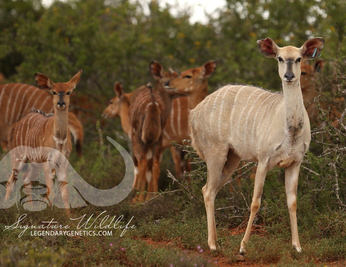 SignatureWild's tweet image. First ever Kwandwe Ivory genetics on offer. Four common ewes pregnant to Ivory bull on sale Signature Wildlife's 3rd Legendary Genetics Auction 14 April 2018. #sigwildlife #nyala #ivorynyala #easterncapeauction #kwandwebreeding #kwandwesignaturewildlife