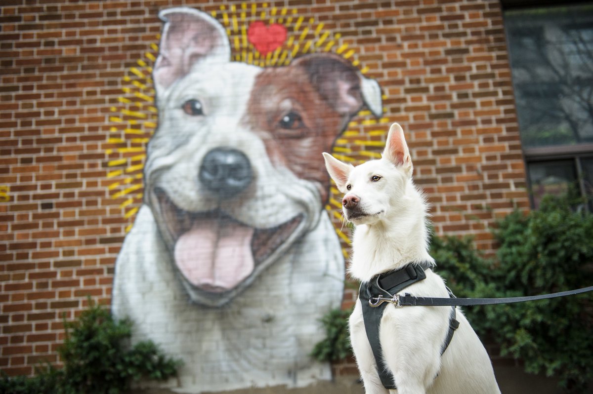 La SPCA de Montréal se fera entendre lors des consultations provinciales sur le #projetdeloi128 : spca.com/?p=15052&lang=… | #entoutesecurite