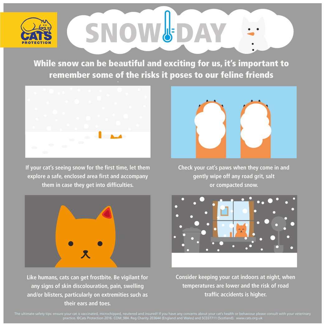 CatsProtection's tweet image. Brr! Hopefully your cat's tucked up warmly today but just in case, here are some top safety tips to keep your cat snug... 

#SNOWMAGEDDON #BeastFromTheEast #beastfromtheast #UKsnow