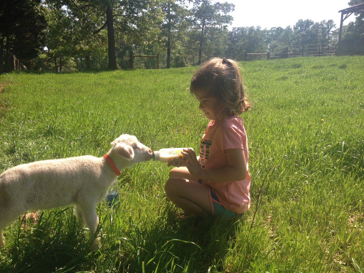 DairysheepDeb's tweet photo. We have #opportunity  for #photographer or even #family to take #pics with #cutie #lamb for #Easter #fun  Onsite hourly rates or daily rates #photography studios or #church  #yeahthatgreenville 
Contact - dairysheepdeb@gmail.com for #reservation or go to https://t.co/SPKFZ9WVfK https://t.co/M3JJKVQgsM