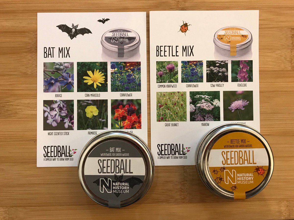 karavaneco's tweet photo. New seed selections from @seed_ball bird mix, and pictured here bat mix, beetle mix. Easy to grow whether you have a garden, allotment or containers.
#gardening #seeds #plants #batmix #beetlemix #birdmix #greenliving https://t.co/GiDfVPpsuT