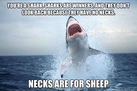 deep blue shark twitter deep blue shark twitter