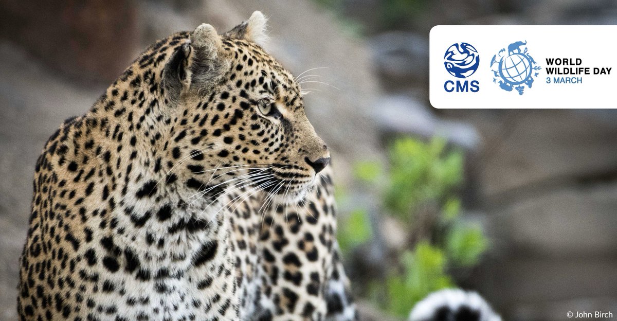 #BigCats - Predators under threat. Read the opinion editorial by <a href="/BradneeChambers/">Bradnee Chambers</a> for #WorldWildlifeDay bit.ly/2sWSQ7v