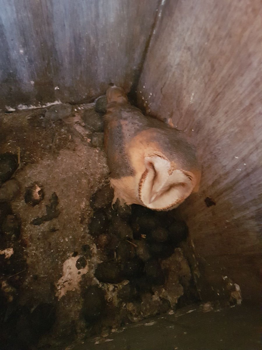 Vandaag was weer de jaarlijkse schouwing van alle nestkasten die op de golfbaan hangen. Ook meneer de kerkuil zei 'gedag'!
#golf #winter #trots #kerkuil #uil #nestkastjes #vogels