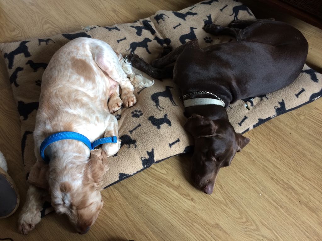 Playing with my best bud Jerry Springer. Now very tired and time for some zzzzzzz's 😴😴😴