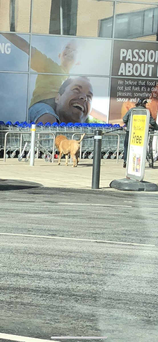 JamieSmall96's tweet photo. Paisley - where dogs are shaved into lions https://t.co/xu9pVkEAug
