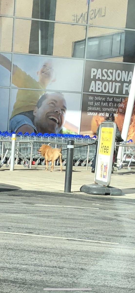 JamieSmall96's tweet photo. Paisley - where dogs are shaved into lions https://t.co/xu9pVkEAug