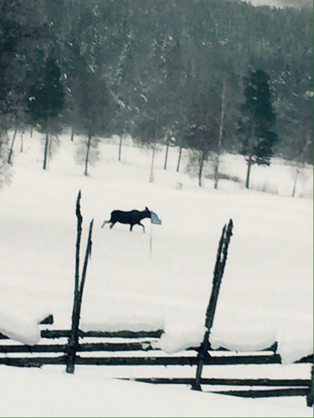 Still winter. No golfers around, just moose.