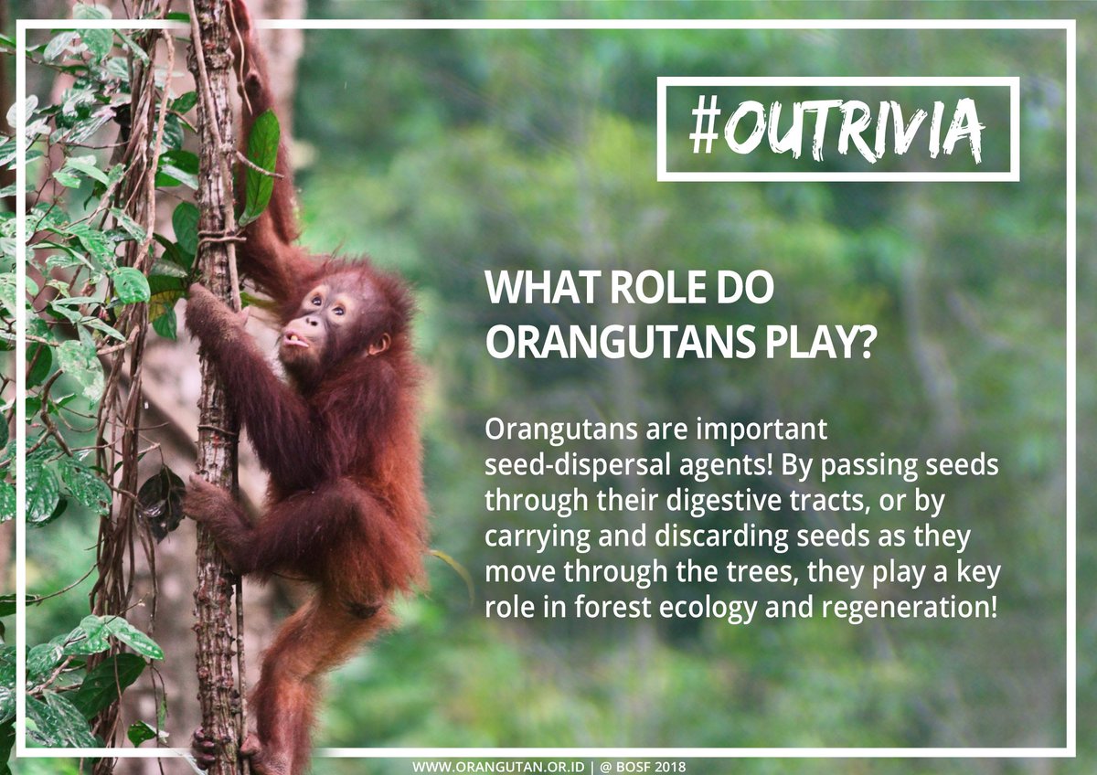 bornean_OU tweet picture