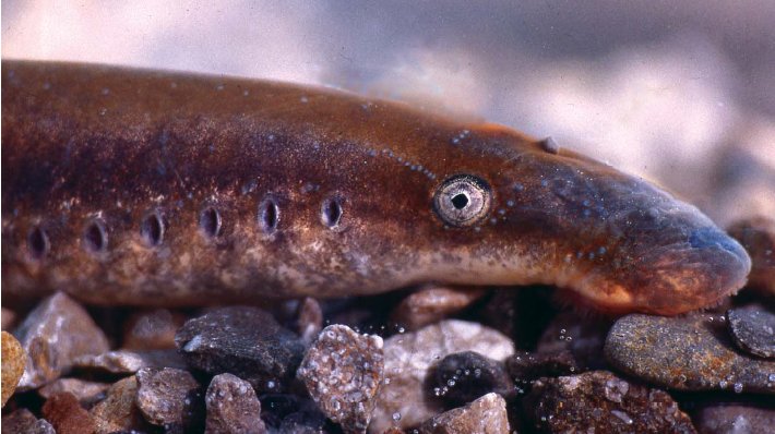 #Blakeney #Gloucetershire residents the #ForestersForest project &amp; partners <a href="/EnvAgencyMids/">Environment Agency Midlands</a> <a href="/NE_WestMids/">NE_WestMids</a> will be holding a public meeting this Thursday 1st March at 6:45pm in the Village Hall to explain plans to improve passage for #lamprey &amp; #eels over the weir.