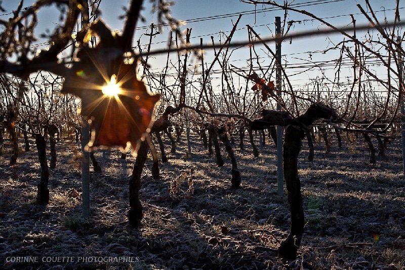 L_F_D_R's tweet photo. #vignebio #vignebiodynamique #vinbio #vindusud #vinroussillon #madein66 https://t.co/QMGotz5HZg