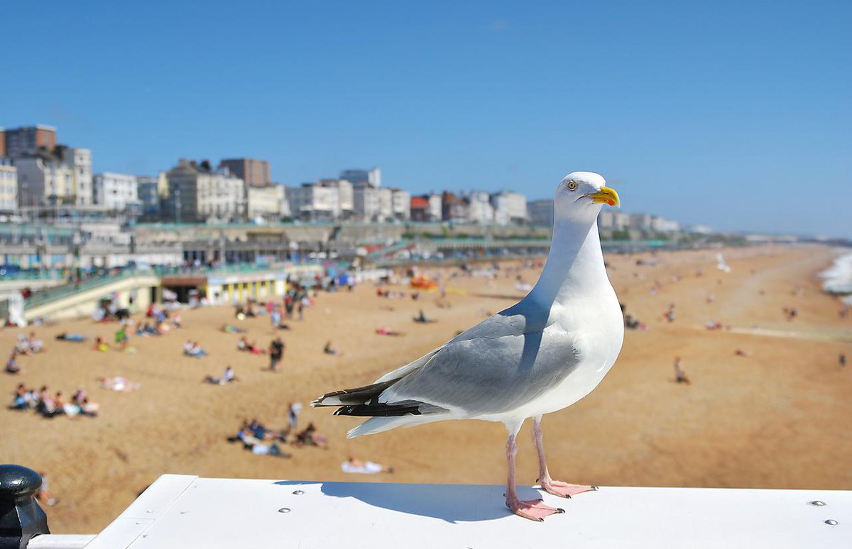 PlymUni's tweet photo. Performance aims to change public perception of seagulls and their song https://t.co/DeqrLmnKX6 #PACMF https://t.co/2UiQUomF5C