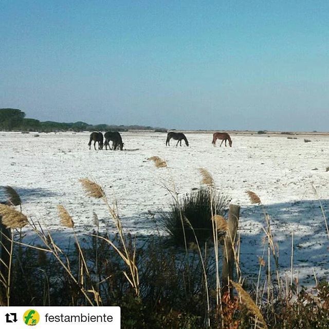 #Repost <a href="/festambiente/">Legambiente FA</a> (<a href="/get_repost/">Repost</a>)
・・・
Questa mattina il @parcomaremma imbiancato di neve ❄