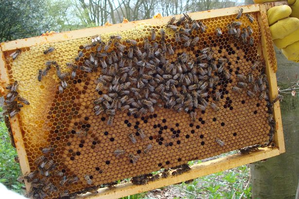 DeLuttecom's tweet photo. Leerlingen basisschool @Plechelmusdl #DeLutte zetten zich tijdens @NLDOET in voor de BIJ. Op 9 maart a.s. tijdens #NederlandDoet @imkers_nl @HartvoorNatuur @natuurlijktwent @Natuurmonument @Bijenkast Meer INFO: https://t.co/PH81UGcj4T https://t.co/XO15dJQHcR