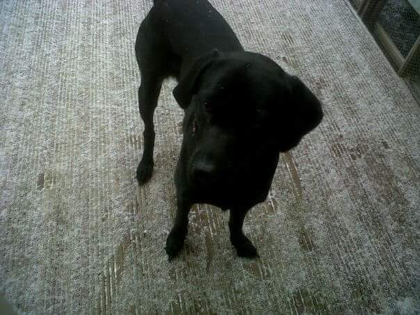 On All Fours - Dog Walking Service, Doncaster tweet media