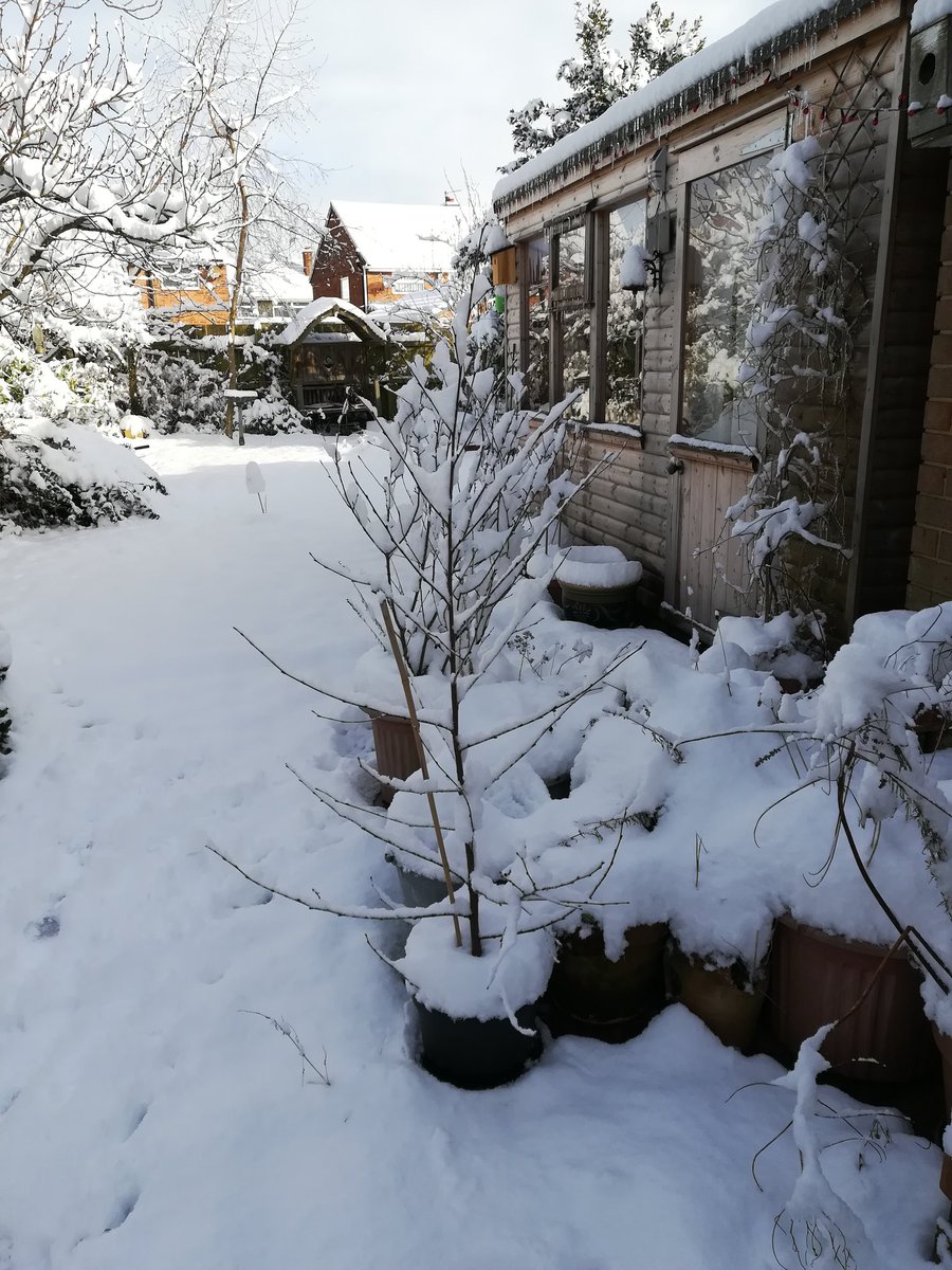 Misty4SRK's tweet photo. And still it snows!
My #SRKTree is still thriving
Real icicles on my art studio roof ❄️
Garden looks pretty☃️🌨️
Is there a car under there somewhere? 🤔
Dare I go out? 😳
Hope you are well 😘 https://t.co/IdqGYqX3KI