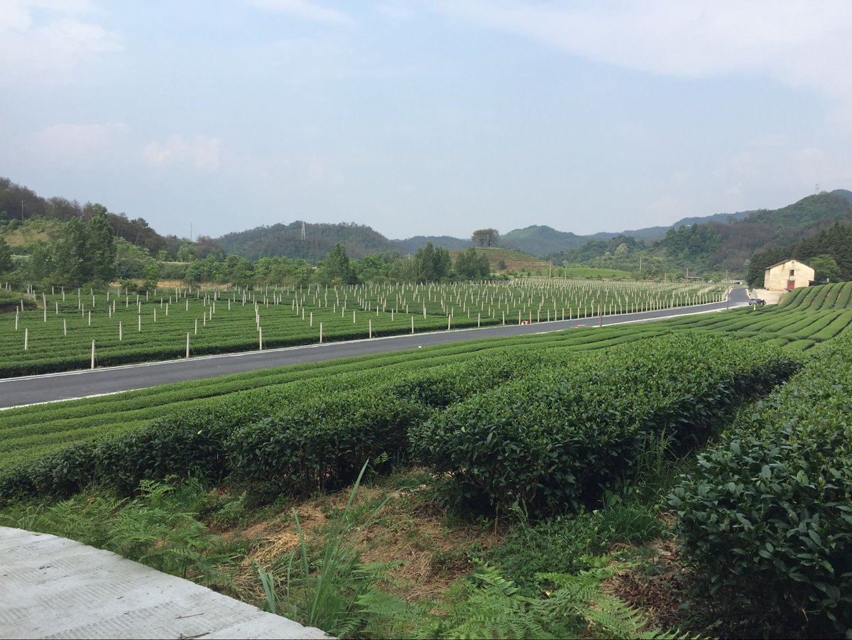 jkteashop's tweet photo. Matcha garden and its making matcha powder.
👍👍
https://t.co/9846Lxy6OB
#matcha #tea #teagarden https://t.co/dFbVLSAH70