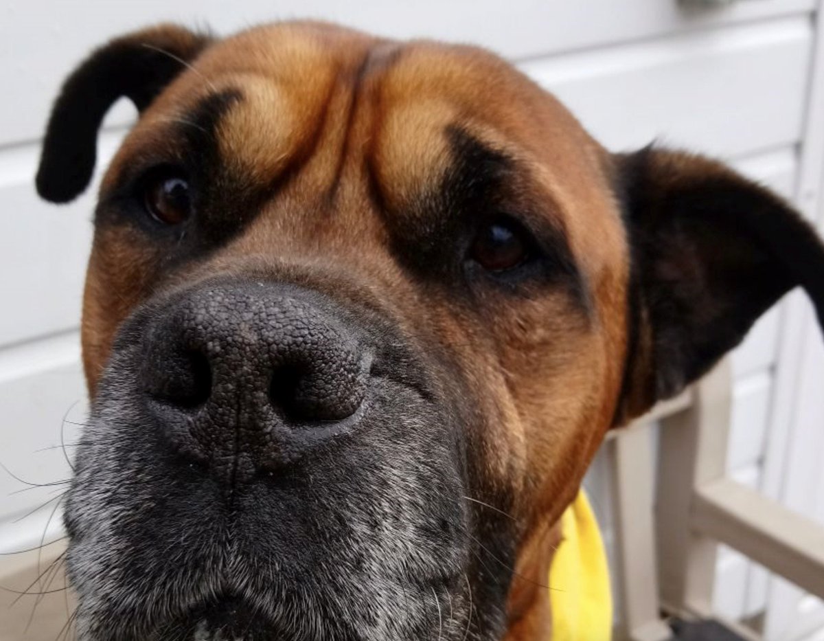 Our latest Blog by <a href="/AllDogsMatter/">All Dogs Matter</a> features the lovely Winston who is looking for his forever home edogadvisor.co.uk/all_the_latest… #dog #dogs