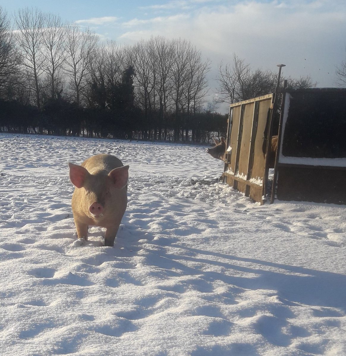 This fluffy white stuff wasn’t here yesterday #LetsDig