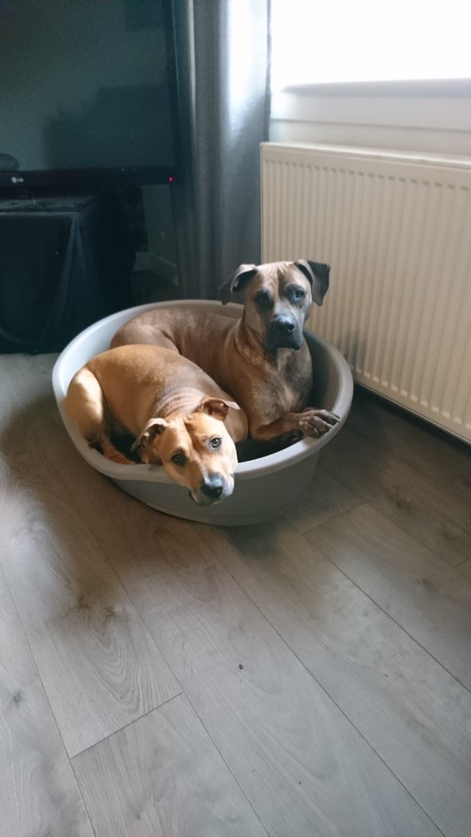 DogAidSociety's tweet photo. Miah &amp; Bridie are a lovely pair of girls, they would love a home together, can you help? https://t.co/ERGrP06Lug🐶 https://t.co/v9kQHUWXd3