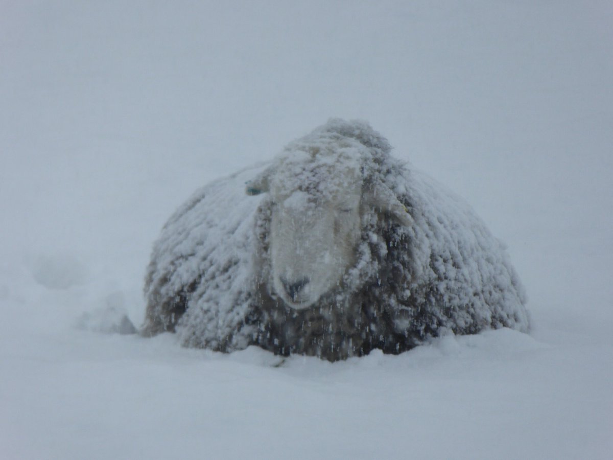 I'm having a bad fleece day! <a href="/BBCSussex/">BBC Sussex</a> <a href="/HeathfieldAbout/">Heathfield About</a>  #sussexsnow #snow #crossinhand