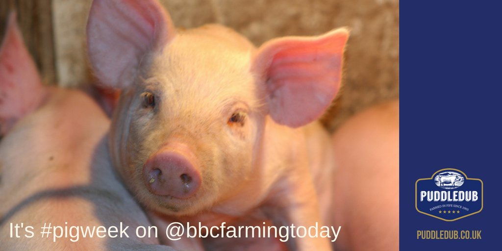Puddledub (@puddledubpork) on Twitter photo Its #pigweek on <a href="/BBCFarmingToday/">Farming Today</a>. If you are interested in where your food comes from, it's a great listen. Puddledub aren't featured but you can tune into Monday's episode here bbc.co.uk/programmes/b09… Its #pigweek on <a href="/BBCFarmingToday/">Farming Today</a>. If you are interested in where your food comes from, it's a great listen. Puddledub aren't featured but you can tune into Monday's episode here bbc.co.uk/programmes/b09…