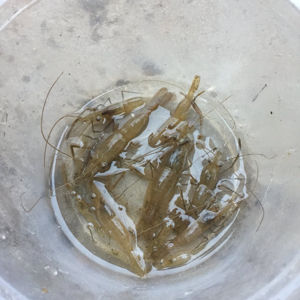 hello_envoy's tweet image. 抓了几只虾