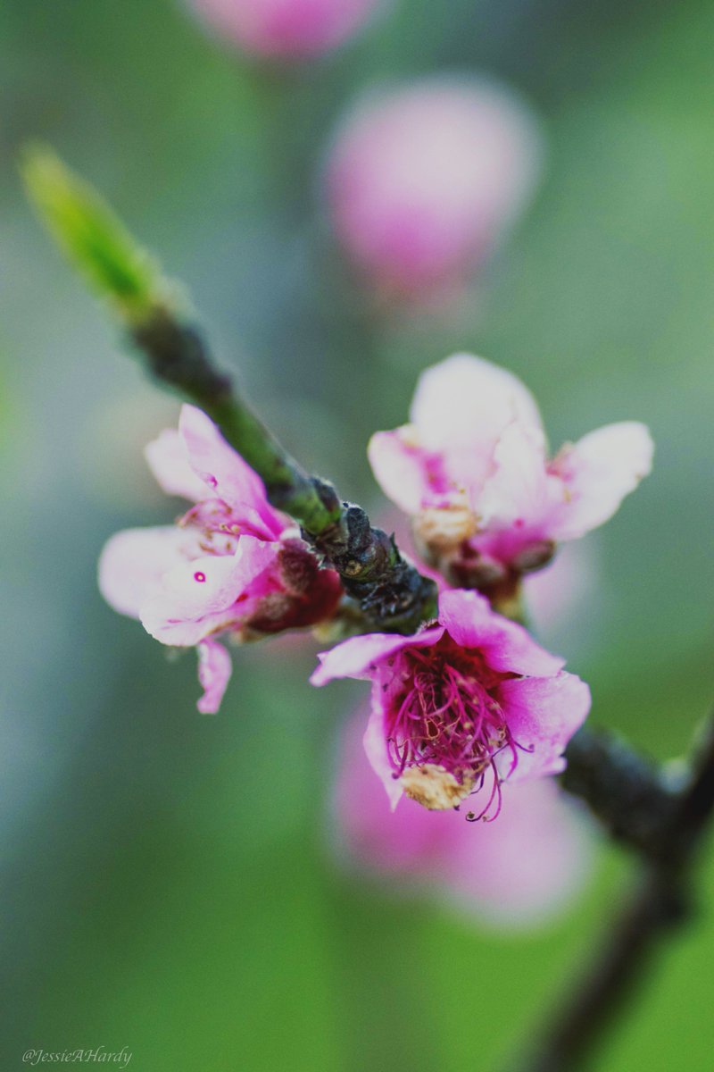 JessieAHardy's tweet photo. Stunning peach blossoms at the Botanical Gardens in Bermuda. #plants #gardening #flowers #garden #peach #fruit #wellness #relaxation #Bermuda #bermudasearch #tree #ausflung #baum #fleur #jardín #flor #travel #Viajes #viaje #旅行 #beauty #sunshine #Reisen #Reise #erkunden https://t.co/PSUwMui2a7
