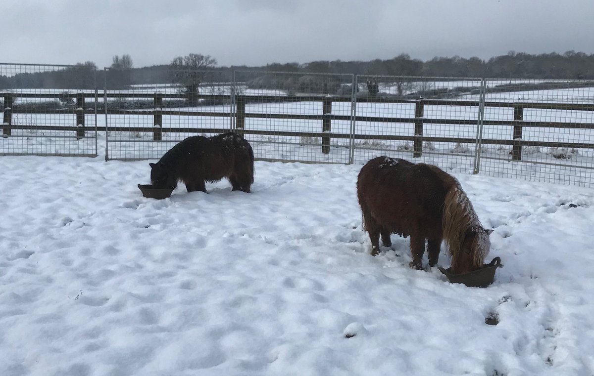 EquineTraining's tweet photo. Our little lads are quite at home as “the beast from the East” - well all 6cm of it (!!) hits. #minishetlands #perfectcompanions https://t.co/Mtqn6wrCTi