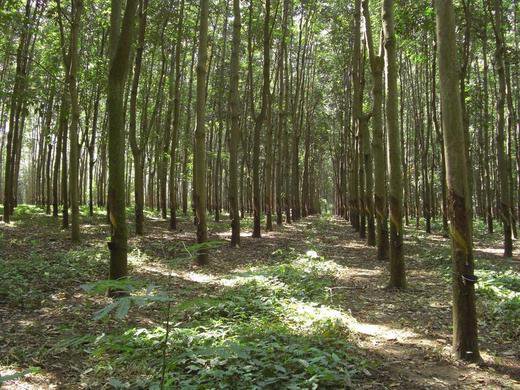 AFD_France's tweet photo. Découvrez un exemple de projet #Agreenfi au #Ghana : développer la culture d'hévéas pour réduire la pauvreté en milieu rural avec @AfDB_Group ! 🌳➡️https://t.co/aDMcALs27W https://t.co/TutXhSVURV
