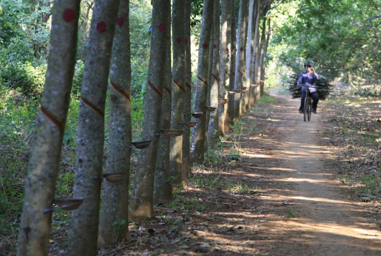 AFD_France's tweet photo. Découvrez un exemple de projet #Agreenfi au #Ghana : développer la culture d'hévéas pour réduire la pauvreté en milieu rural avec @AfDB_Group ! 🌳➡️https://t.co/aDMcALs27W https://t.co/TutXhSVURV