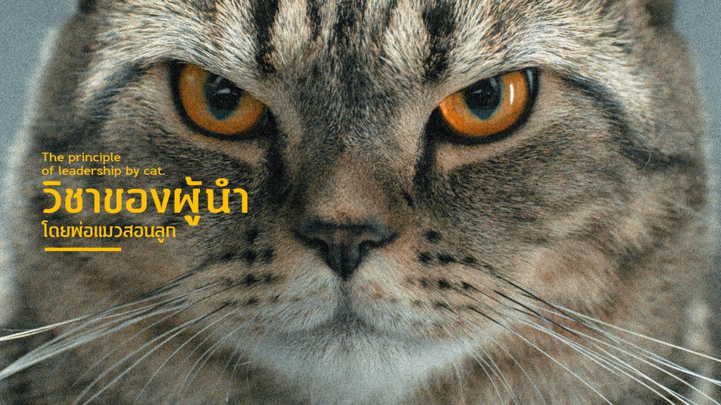 Prizzyth's tweet image. แมวนะมันคิดจะครองโลก facebook.com/Lincolncatfood… #lincolncatfoods