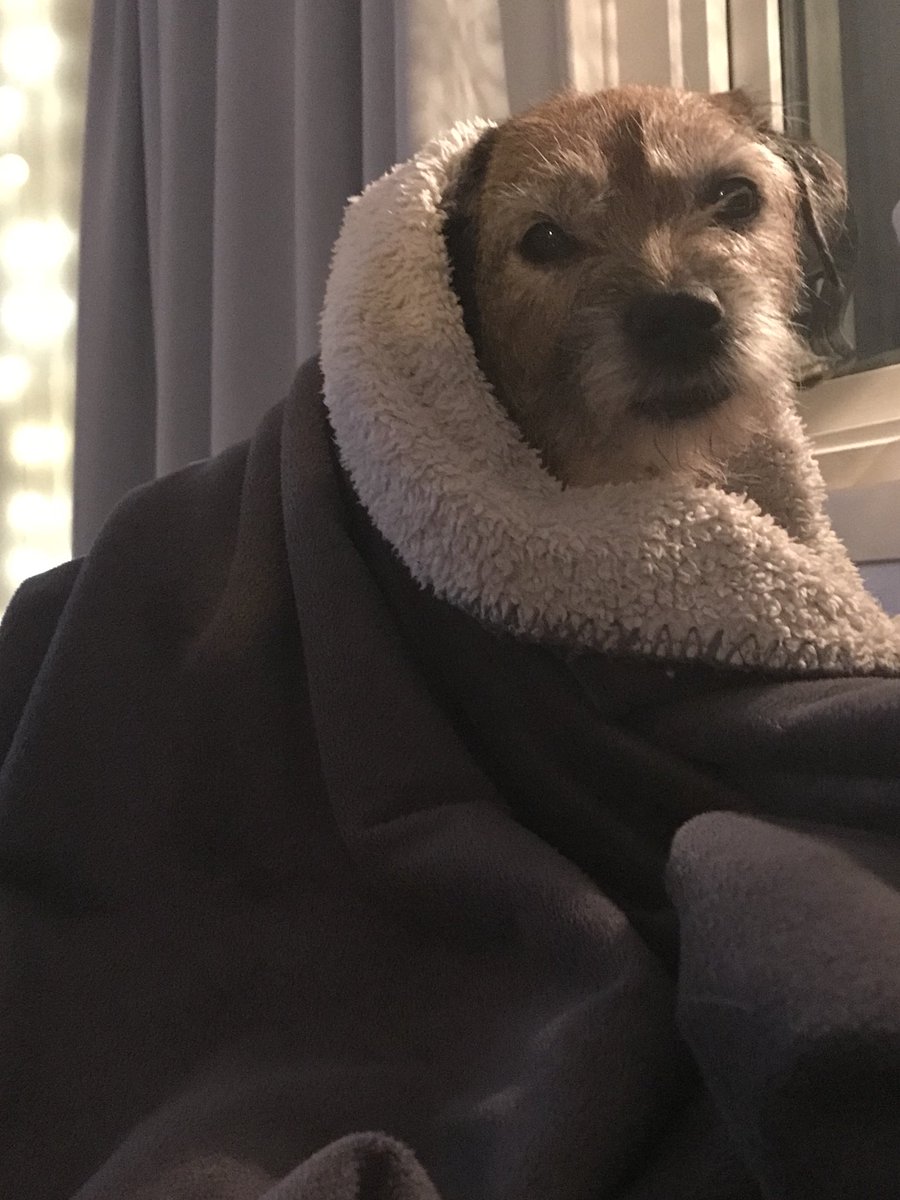 xLuxFerrex's tweet photo. Me and my bearded friends mood this cold winter❄️ #GiantSchnauzer #Borderterrier #coldwinter #NeedSummer #freezing #currentmood #need2move https://t.co/gE4nZDxfXy
