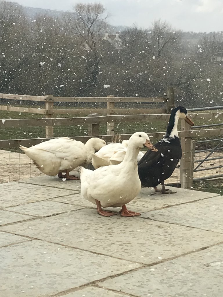 hillviewducks's tweet photo. Our pet ducks watching the snow! https://t.co/QyZss8Xpql