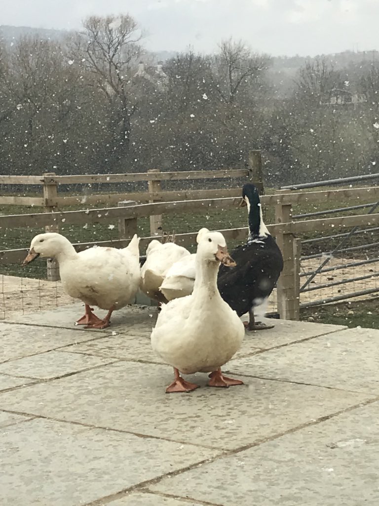 hillviewducks's tweet photo. Our pet ducks watching the snow! https://t.co/QyZss8Xpql