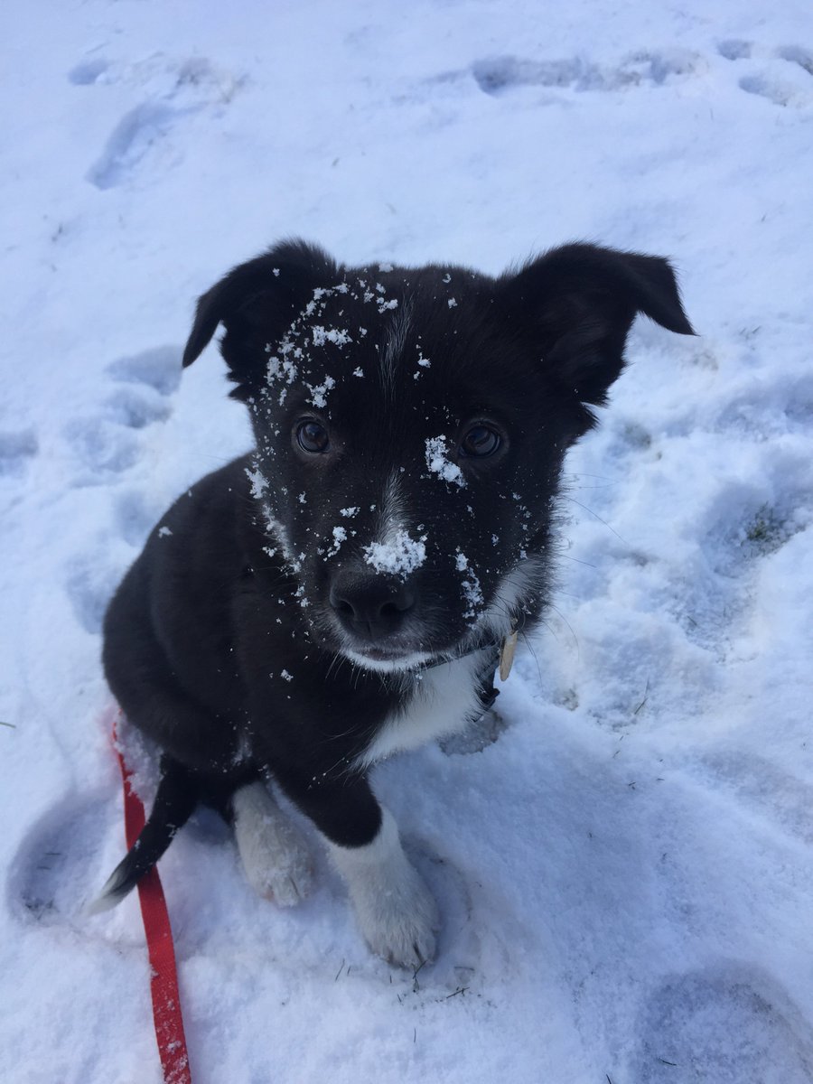 salienceuk's tweet photo. Well, we did promise more #puppypics! Koa is loving his first snow day with our PPC Manager @NateWillz 🐶🌨️☃️ https://t.co/GUpilsViVi
