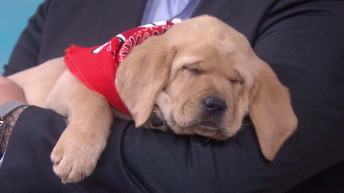 TODAYPuppy's tweet photo. What a morning! #TODAYPuppy https://t.co/0XNbQGqcDo