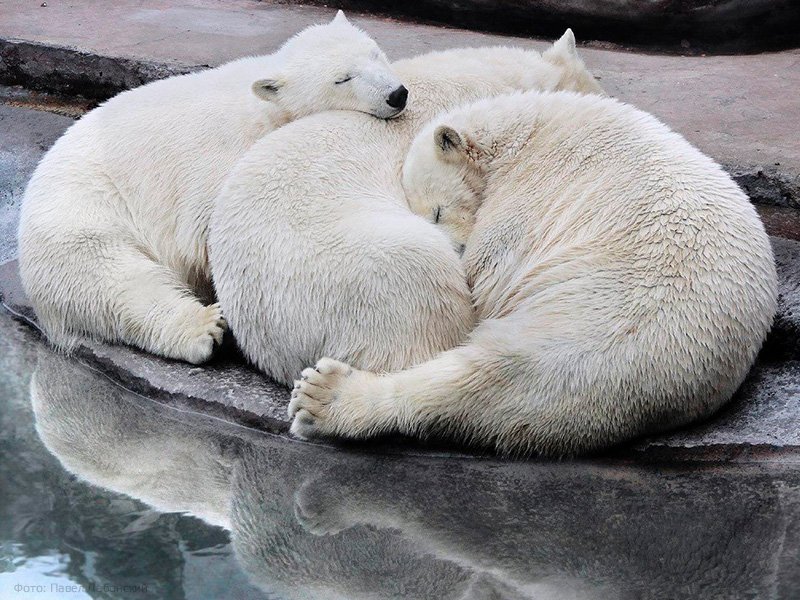 Спаривание белых медведей. Белый медведь в Московском зоопарке. Язык белого медведя. Рацион белых медведей в Московском зоопарке. Спаривание белое