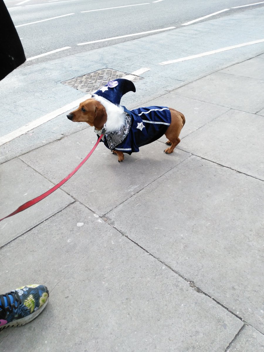 qm_ucu's tweet photo. Meet Baxter! #dogsonpicketlines @DogsOnDemos #WIZARDDOG https://t.co/qNHaIVffWE