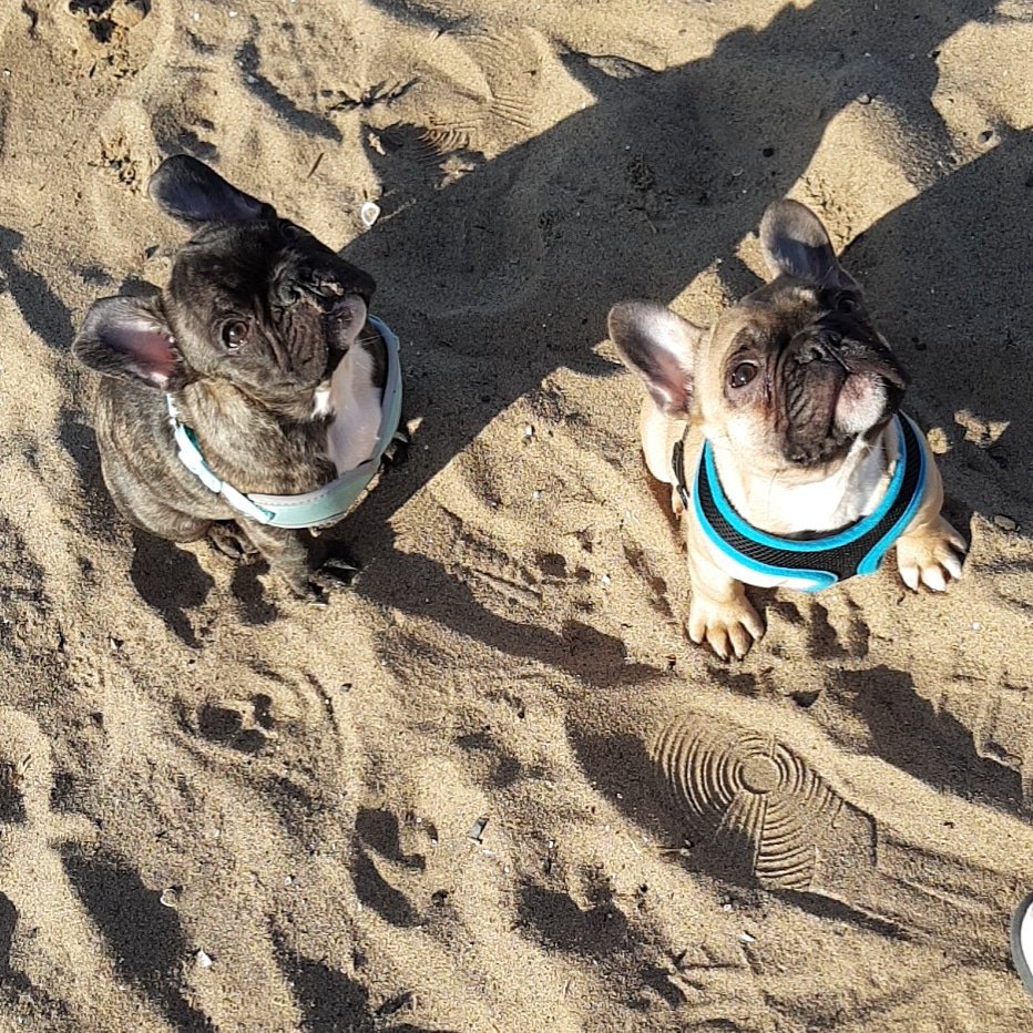 beanie1875's tweet photo. Captain &amp; Bears first walk at porty beach 💙💙 https://t.co/XomP34dcEw