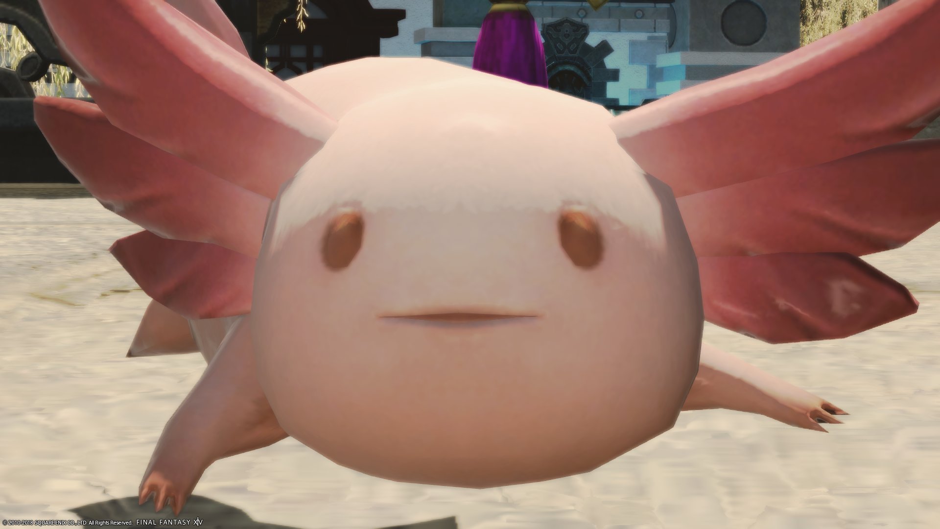 Lyra Gaia Alexander 私3顔のオスッテ こっちはウーパールーパーのドアップ