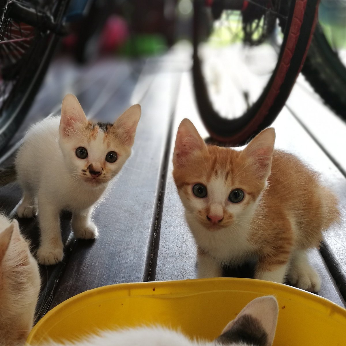 MyzonedrOnG's tweet photo. Too afraid to come forward. Beautiful kittens. #KucingkamiABCD https://t.co/2roYAsMk29