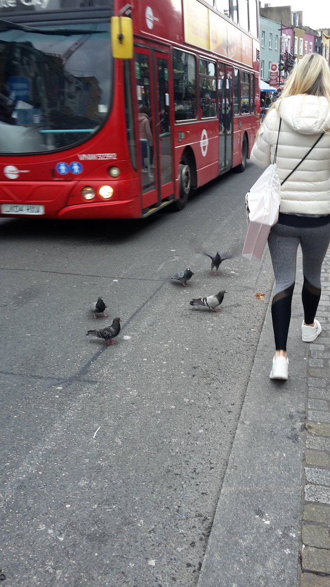 PigeonsinLondon's tweet photo. It's snowing in #Camden. The #pigeons don't care. https://t.co/vnZCYu5XI4