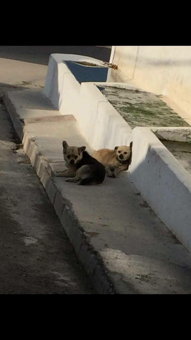resc_animal_gr's tweet photo. Abuelitos abandonados en la calle,mix de chihuahua,siempre https://t.co/ytFbnE970x tenemos casas de acogida.Necesitamos que alguien los acoja en su casa  para al menos sacarlos de la calle y que no pasen frio. 
Ayuda por favor! Hay que sacarlos de calle, del frío y la lluvia https://t.co/10Qc8F3H2G