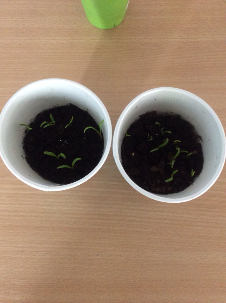 Shakespeare_GP's tweet photo. We have our first growth! #biggrow https://t.co/3IvonWX53J
