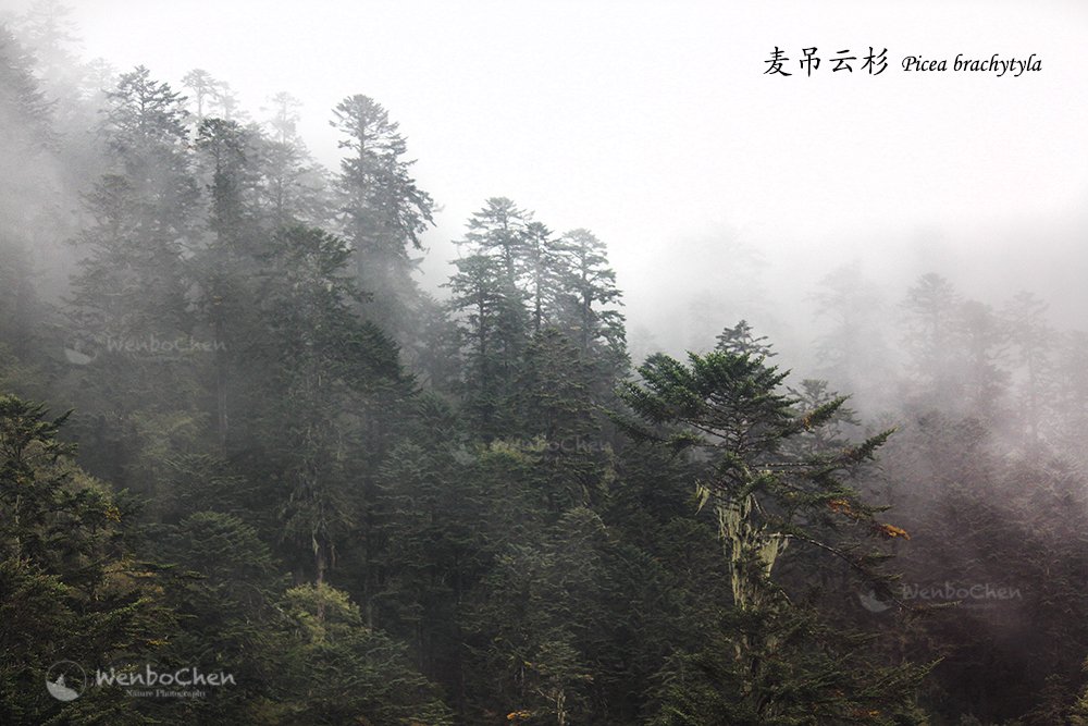 Wenbo77's tweet image. Similar climates work out similar vegetation: 麦吊云杉（Picea brachytyla） in Hailuogou Sichuan China VS 北美巨杉 （Sequoiadendron giganteum）in California US. #coniferousforest #Picea #Sequoiadendron #Hailuogou #SequoiaNationalPark #ChinesePlant #AmericanPlant