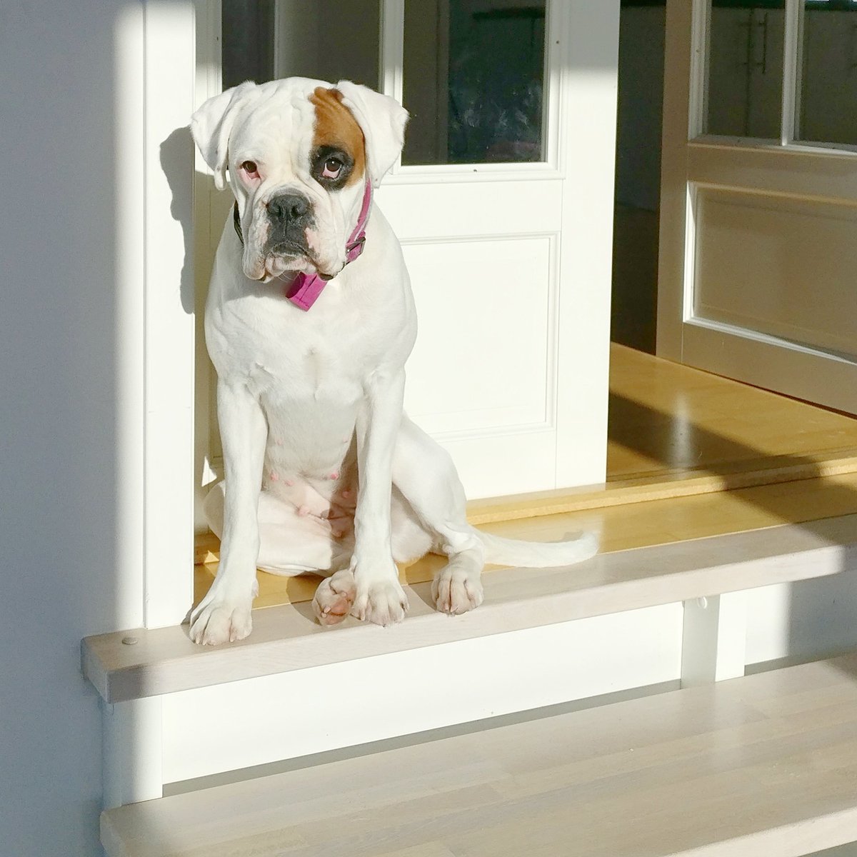 BoxerHope's tweet image. Enjoying the winter sun. Today and one year ago. Oh, how time flies...